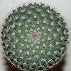 Collecion de mizar
