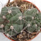 Collecion de mizar