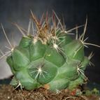 Collecion de mizar