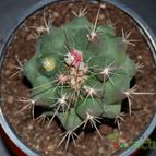 Collecion de mizar