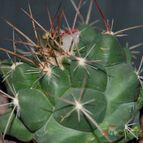 Collecion de mizar