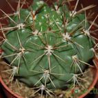 Collecion de mizar