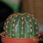 Collecion de mizar