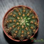 Collecion de mizar