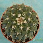 Collecion de mizar
