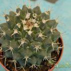 Collecion de mizar
