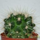 Collecion de mizar