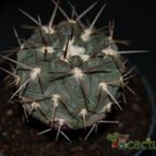Collecion de mizar