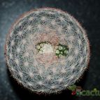 Collecion de mizar