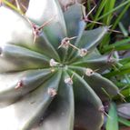 Echinopsis minuana