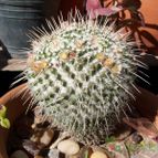 Collecion de monicace