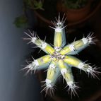 Collecion de motordeath