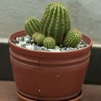 Collecion de mylena