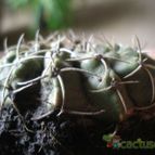 Collecion de nahuelcactusero