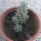 Collecion de nancidvecchia