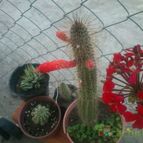 Collecion de nanyperez