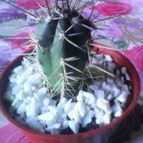 Collecion de natymar