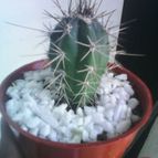 Collecion de natymar