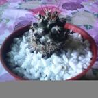Collecion de natymar