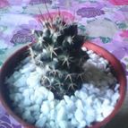 Collecion de natymar