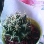 Collecion de natymar