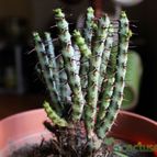 Collecion de necros89