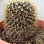 Collecion de necros89