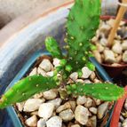 Opuntia monacantha fma. monstruosa