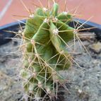 Collecion de nestor12