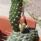 Collecion de nicky