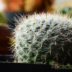Collecion de nikomind
