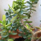 Collecion de novato_picoso