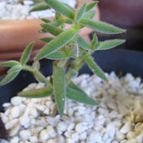 Crassula mesembryanthemoides