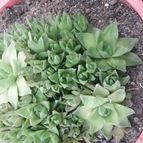Collecion de olimarchico