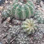 Collecion de olimarchico