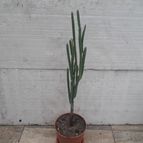 Collecion de olimarchico