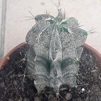 Collecion de olimarchico