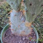 Collecion de opelinski