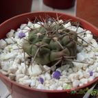 Collecion de opelinski