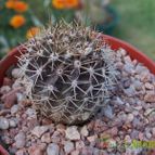 Collecion de opelinski