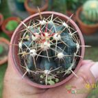 Collecion de opelinski