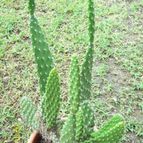 Collecion de opelinski