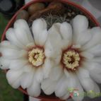 Collecion de opelinski