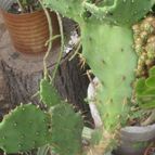 Collecion de opelinski