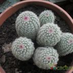 Collecion de opelinski