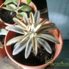 Collecion de opelinski