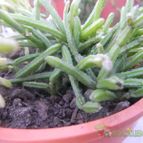 Collecion de oriongrande