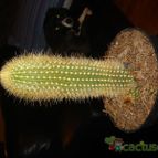 Collecion de orochi22