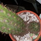 Collecion de orwunderlin
