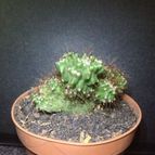 Collecion de ouribeb930